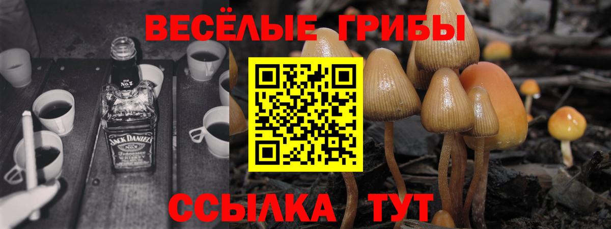 Псилоцибиновые грибы Cubensis Вязьма